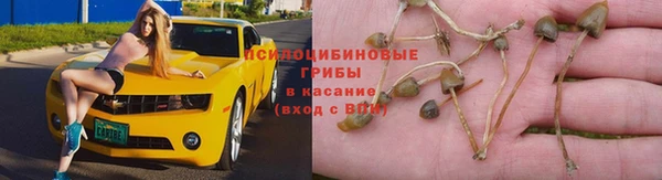 трава Коряжма